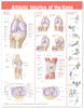 ACC Anatomical Chart, Athletic Injuries of the Knee, 20" x 26", Laminated (Each)