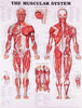 ACC Anatomical Chart, The Muscular System, 20" x 26 Laminated (Each)