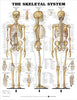 ACC Anatomical Chart, The Skeletal System, 20" x 26" Laminated (Each)