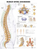 ACC Anatomical Chart, Human Spine Disorders, 20" x 26", Laminated (Each)
