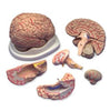 ACC Anatomical Model, Budget Brain w/ Arteries (Each)